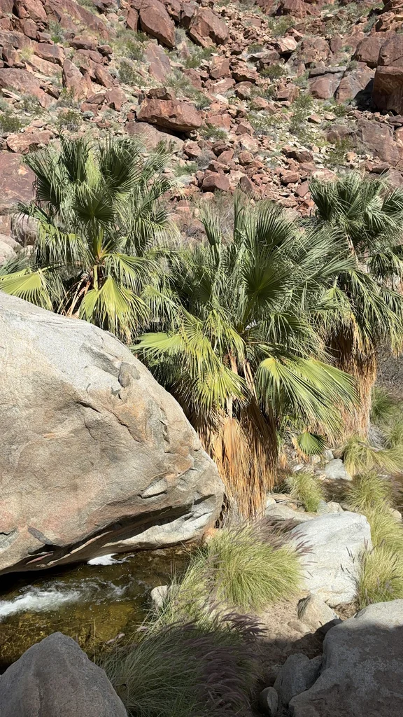 Washingtonia Filifera