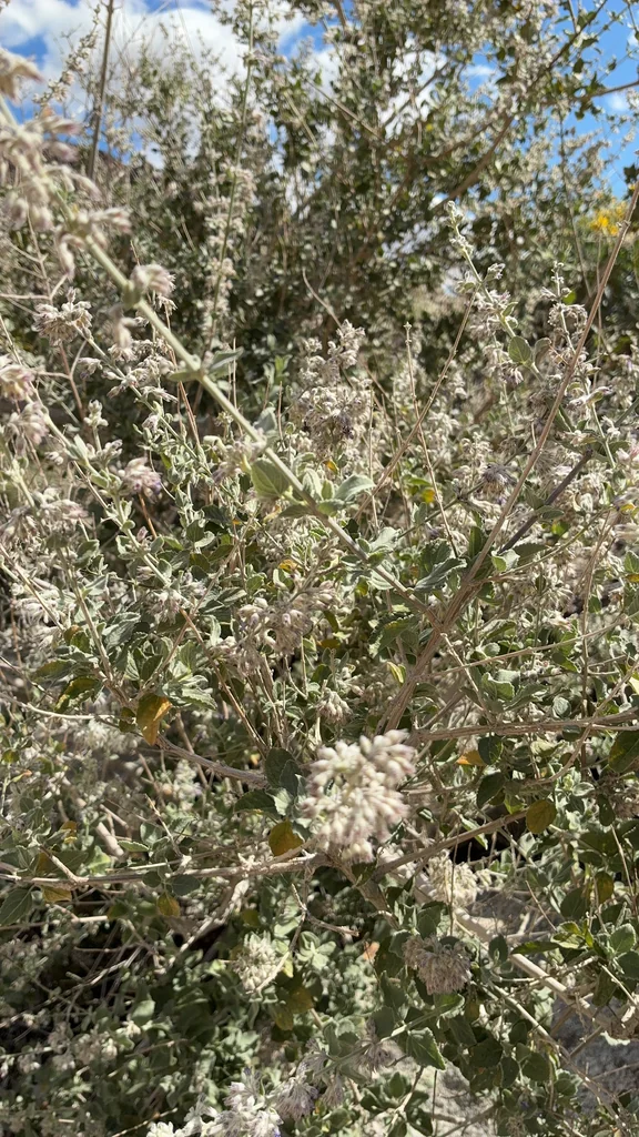 Hyptis Emoryi