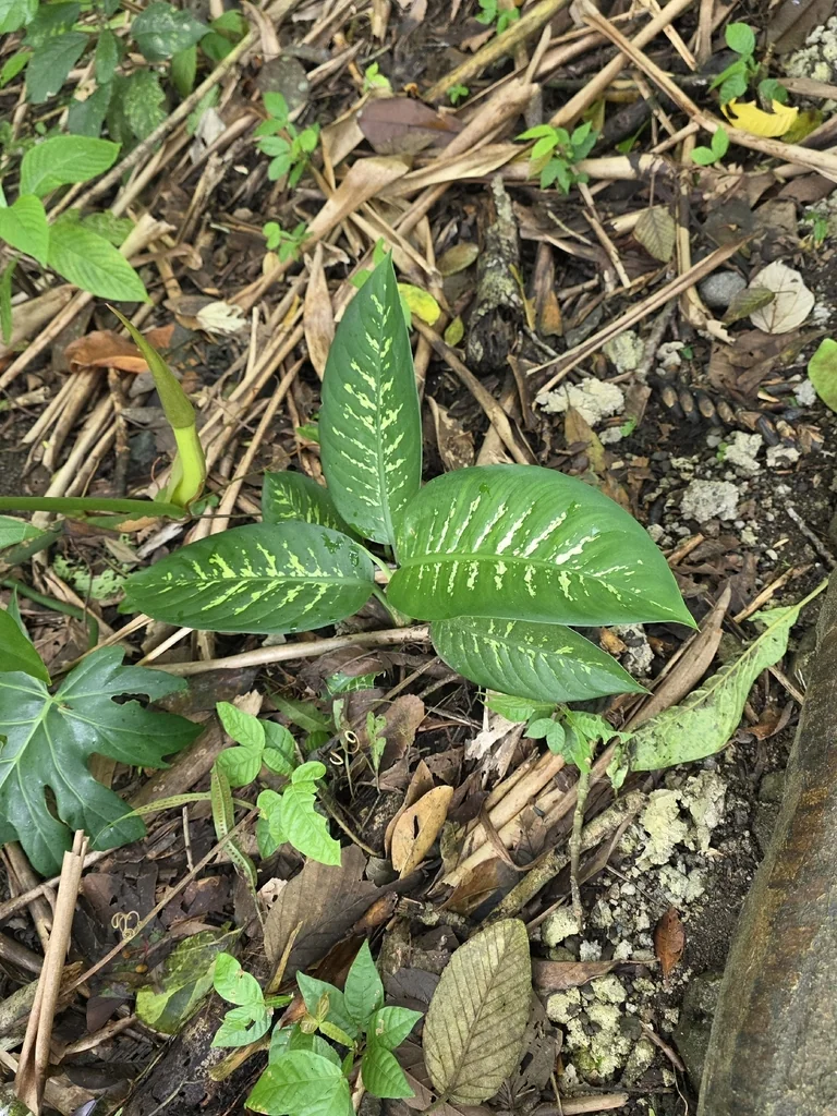 Dieffenbachia Maculata
