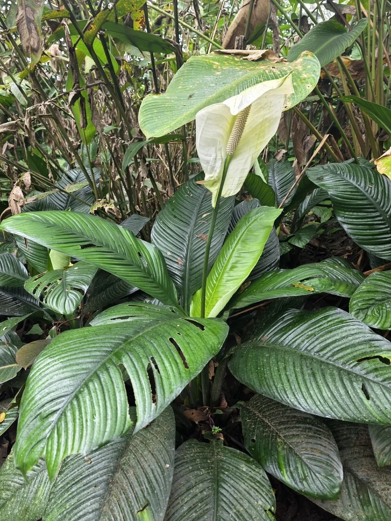 Spathiphyllum wallisii
