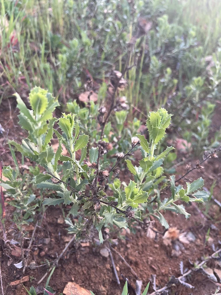 Hazardia squarrosa