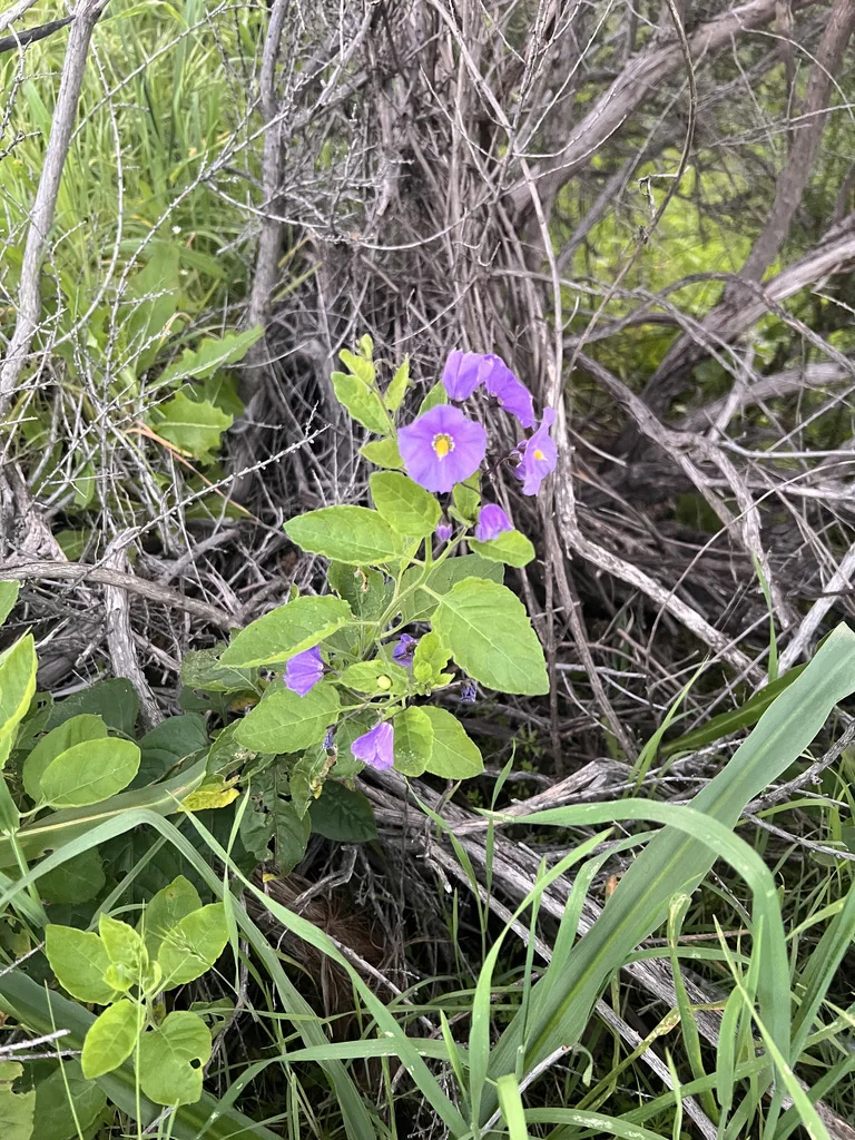 Solanum Xanti