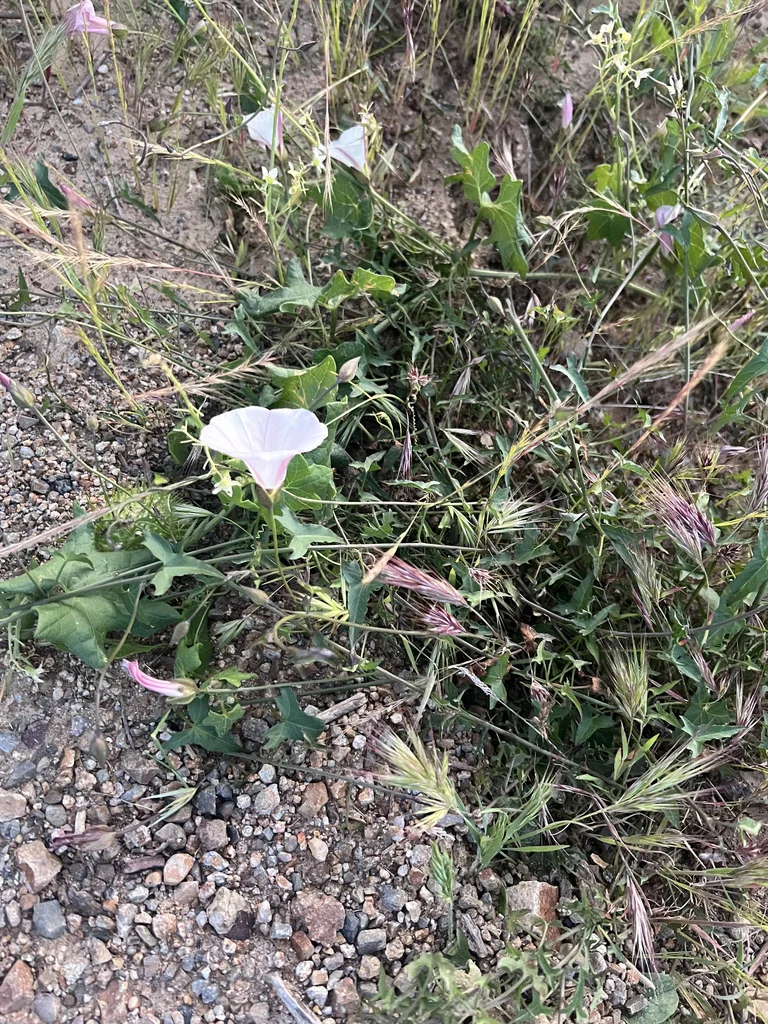 Calystegia Macrostegia