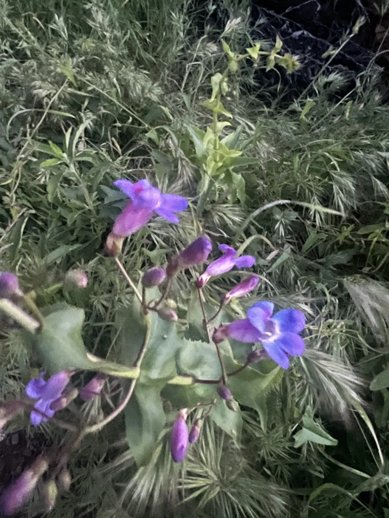 Penstemon Spectabilis