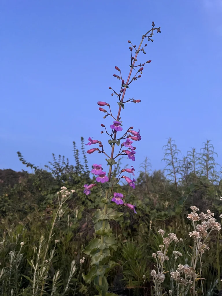 Penstemon Spectabilis