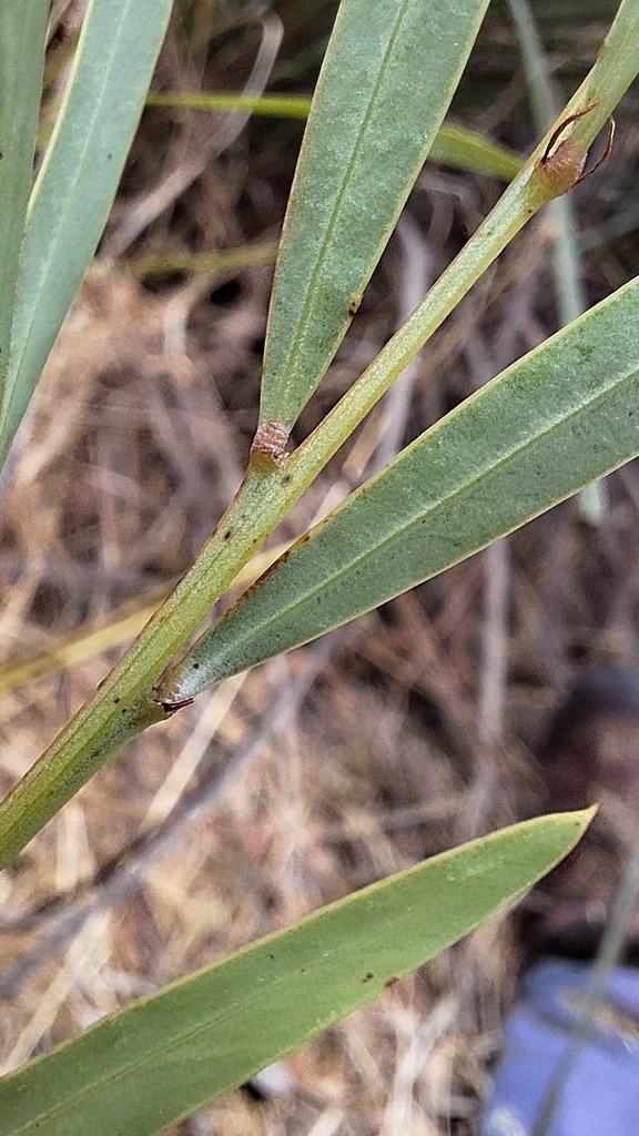 Acacia Iteaphylla