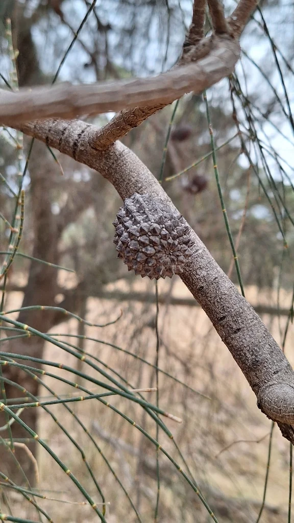 Casuarina stricta