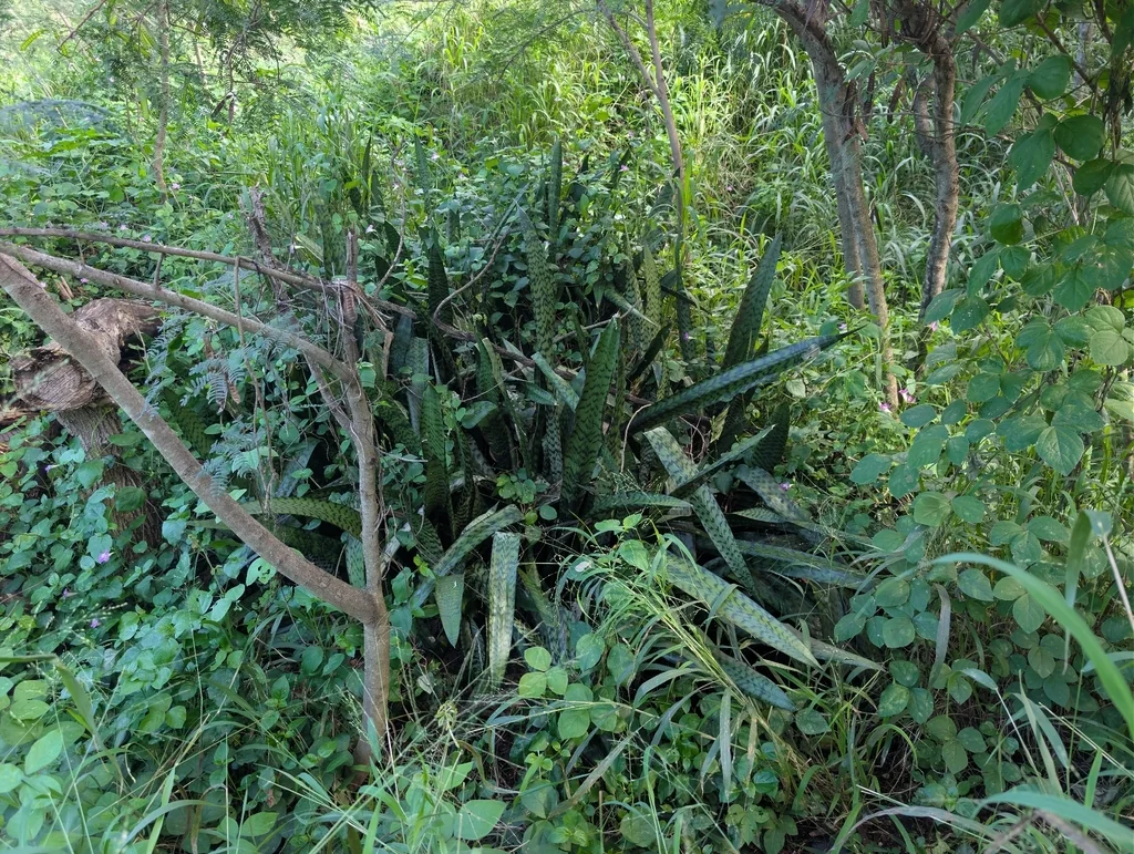 Sansevieria Trifasciata