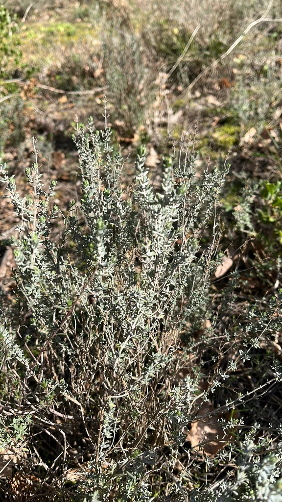 Thymus Vulgaris