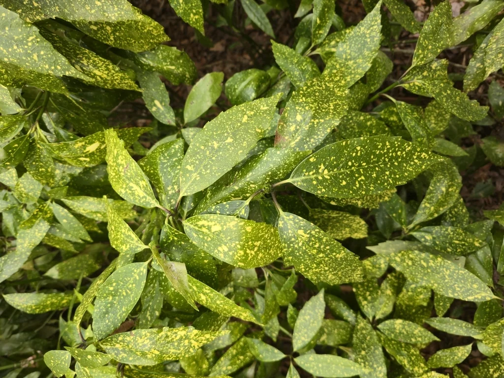 Aucuba Japonica