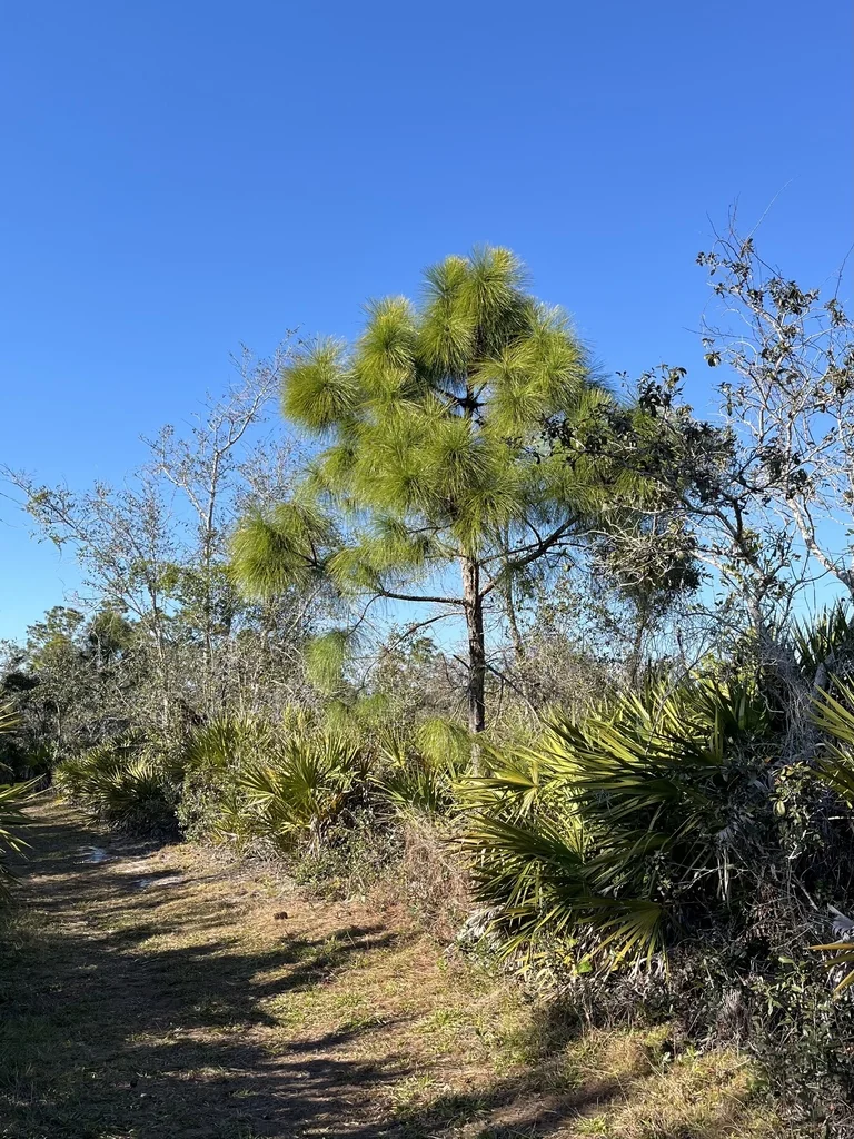 Pinus Elliotii
