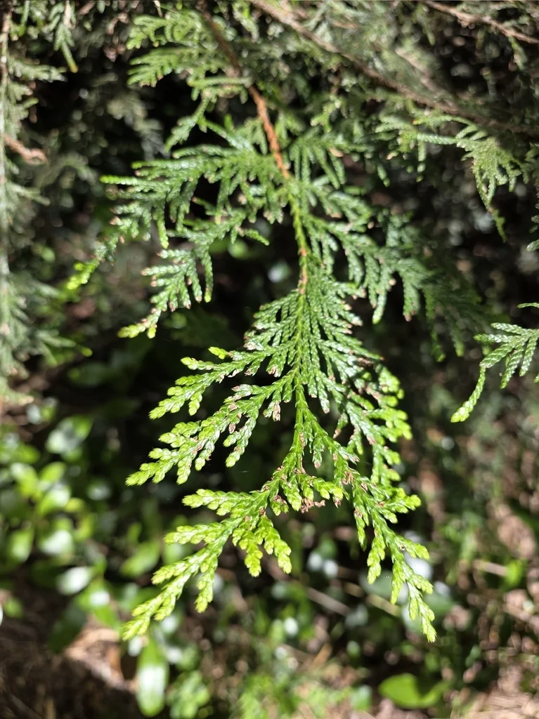 Chamaecyparis lawsoniana