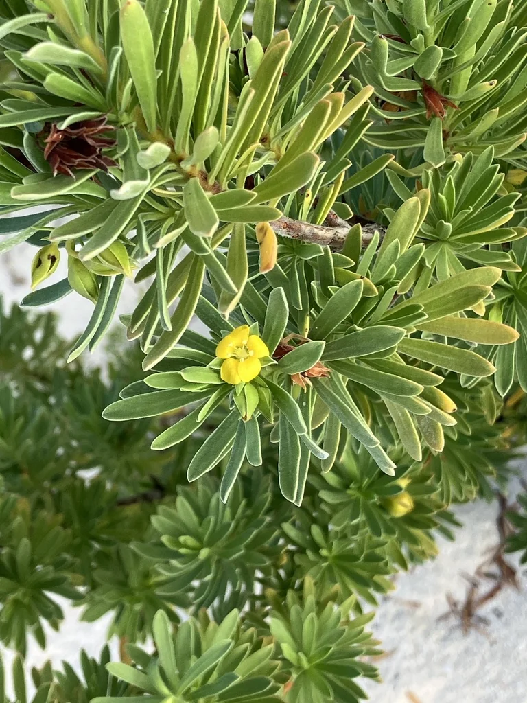 Suriana Maritima
