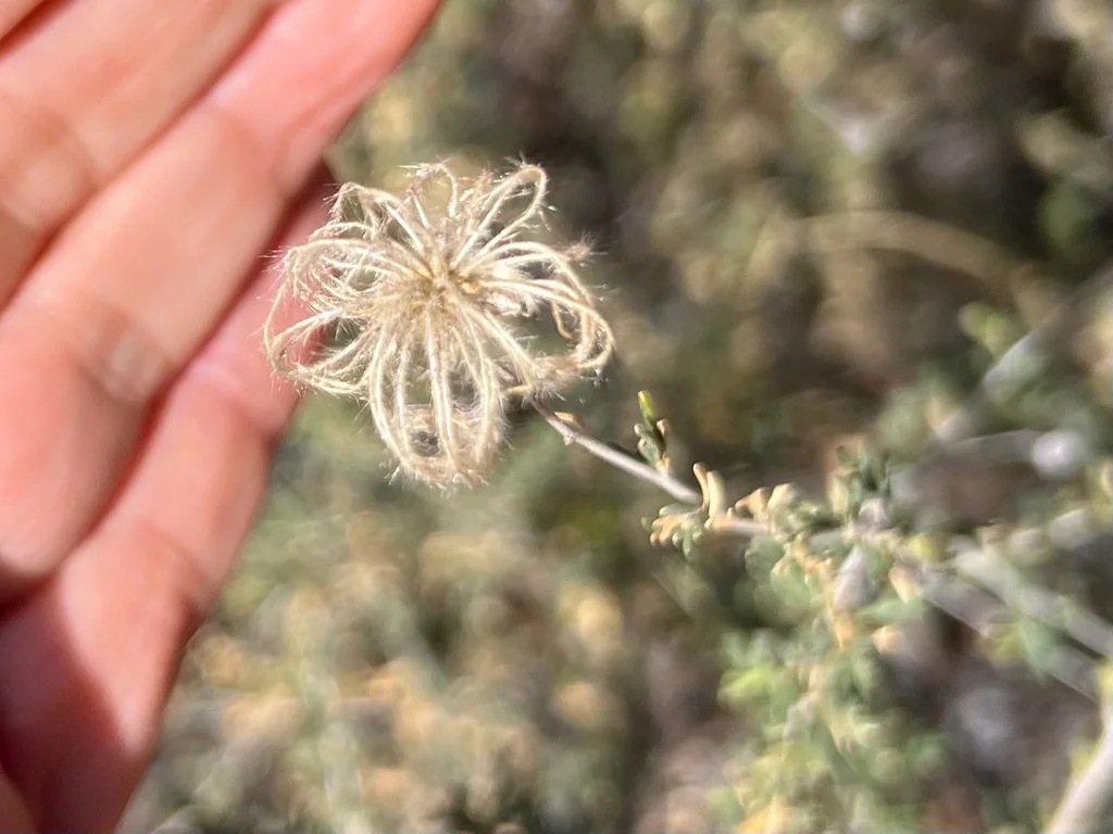 Fallugia Paradoxa