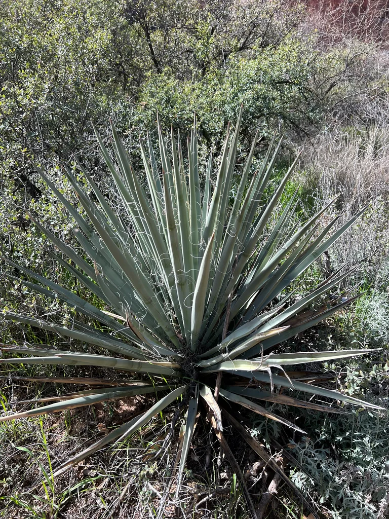 Yucca Baccata