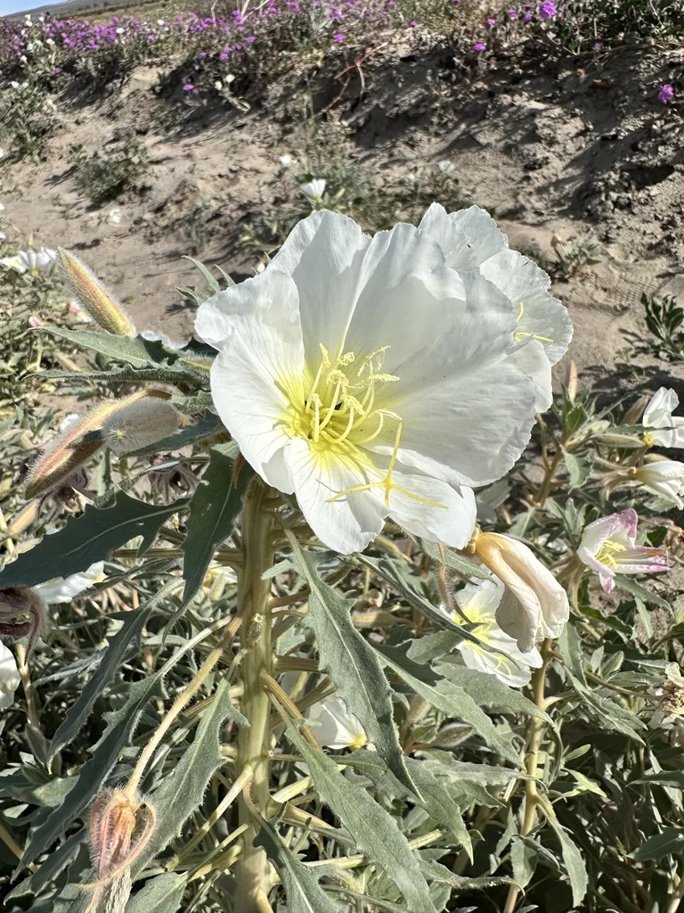 Oenothera Deltoides