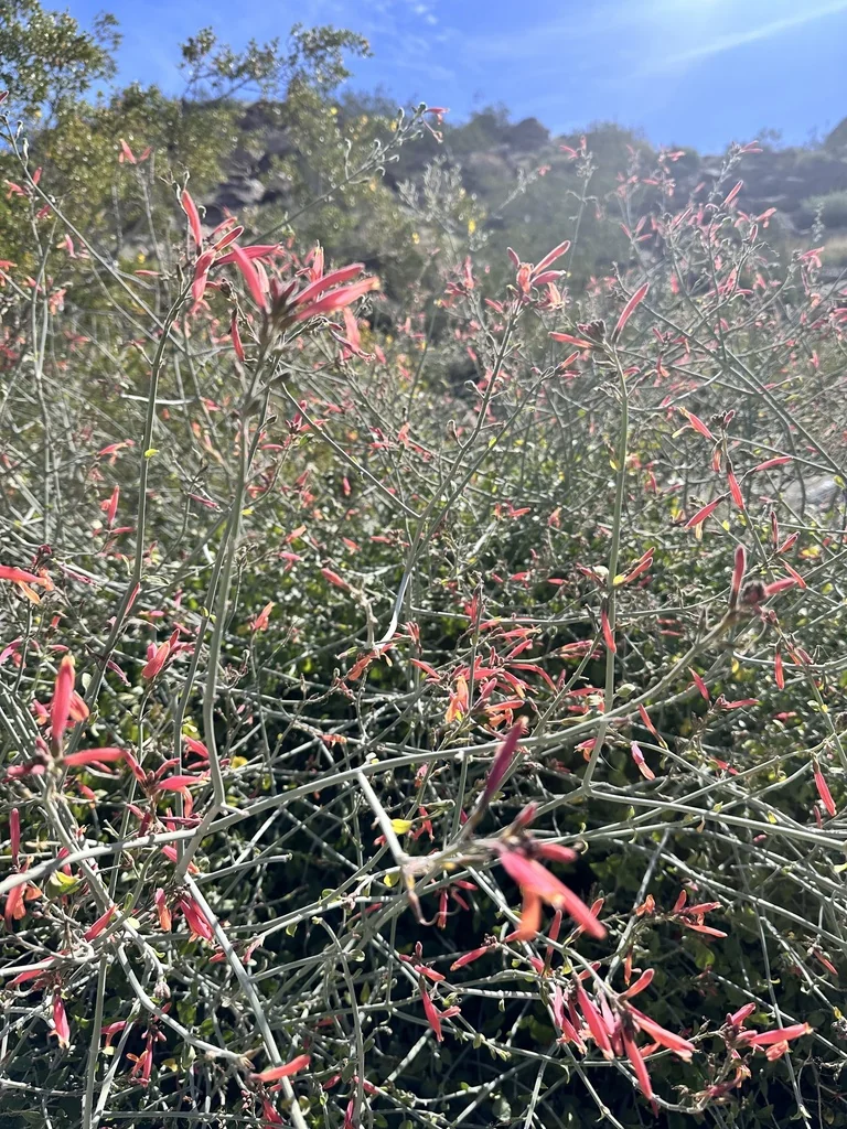 Justicia Californica