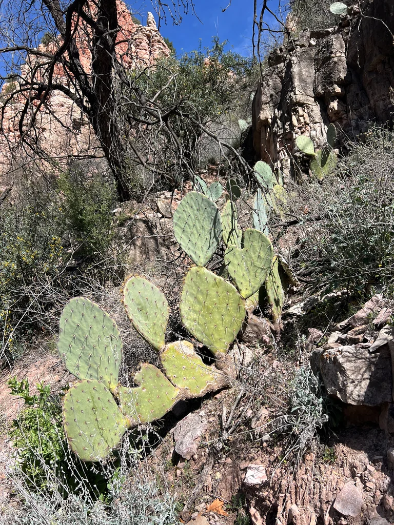 Opuntia Engelmannii