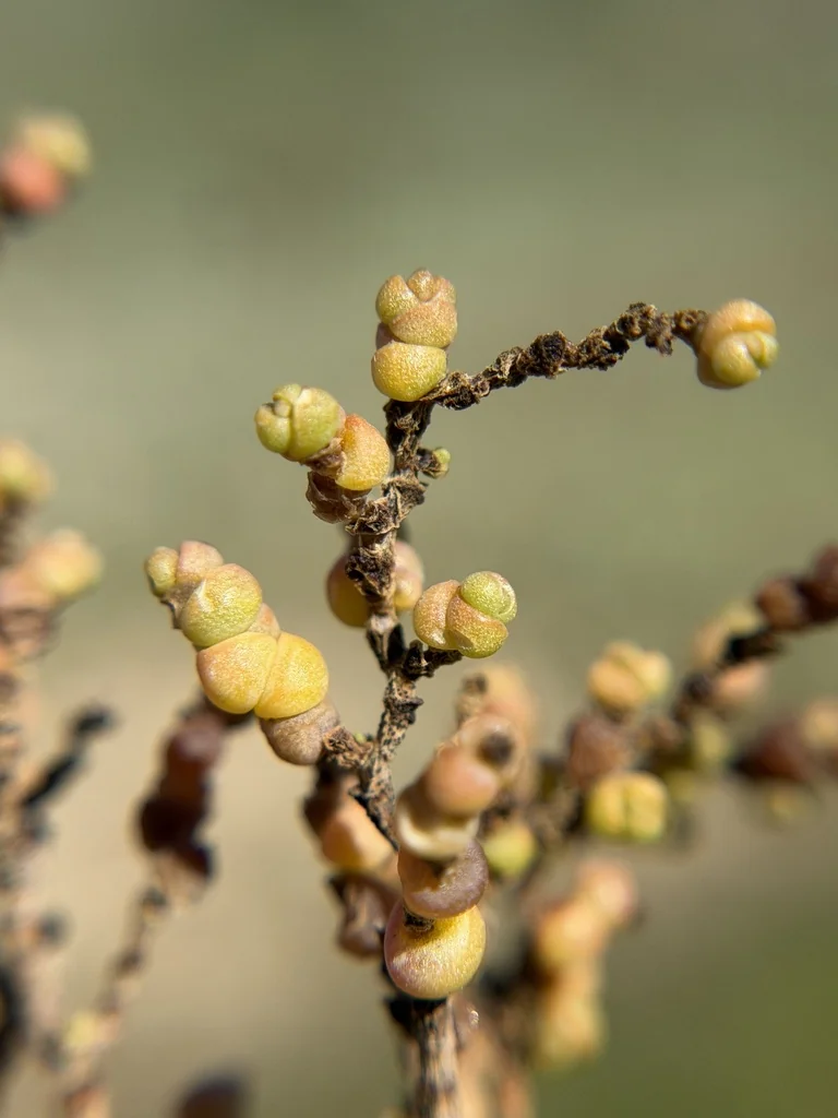 Allenrolfea Occidentalis