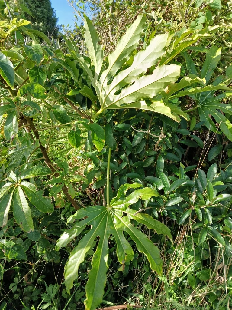 Fatsia Japonica