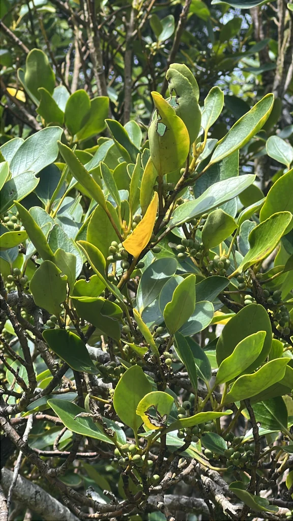 Griselinia Littoralis