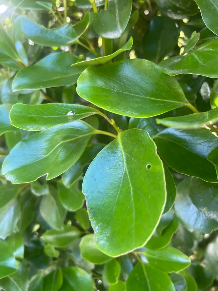 Griselinia Littoralis