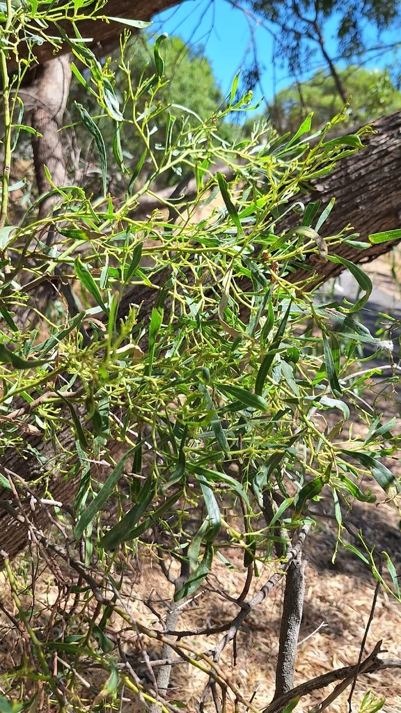 Acacia Salicina