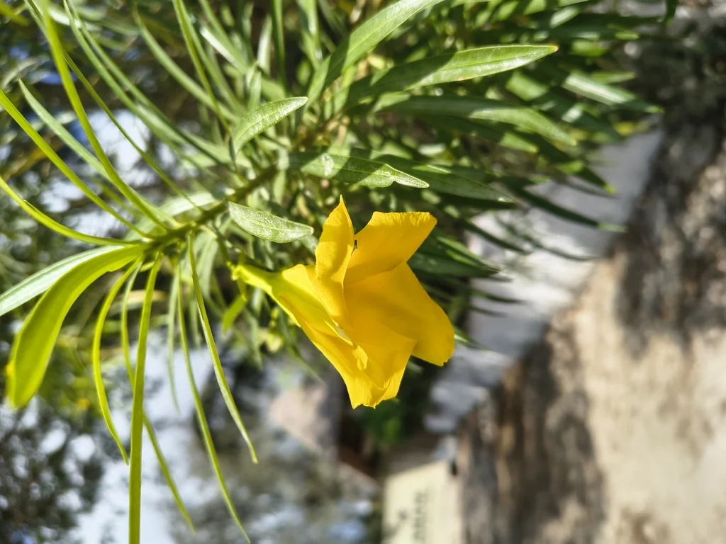 Thevetia Peruviana