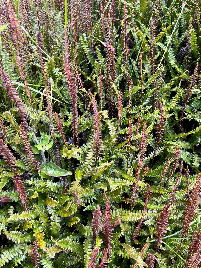 Blechnum Penna-Marina