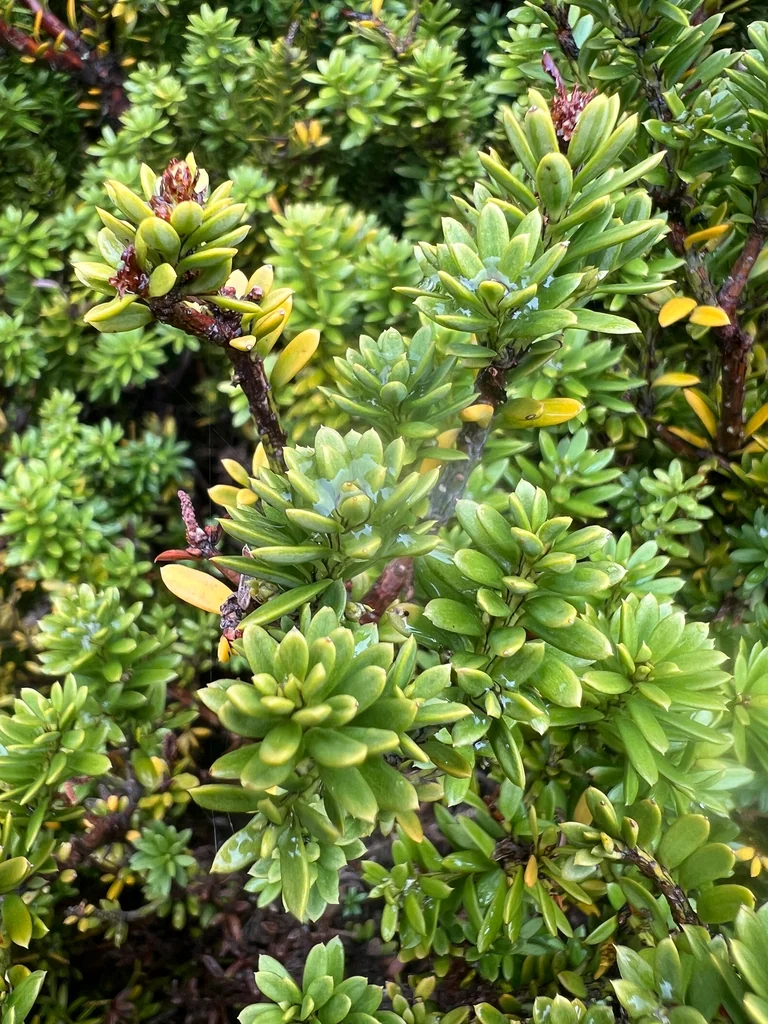 Podocarpus Nivalis