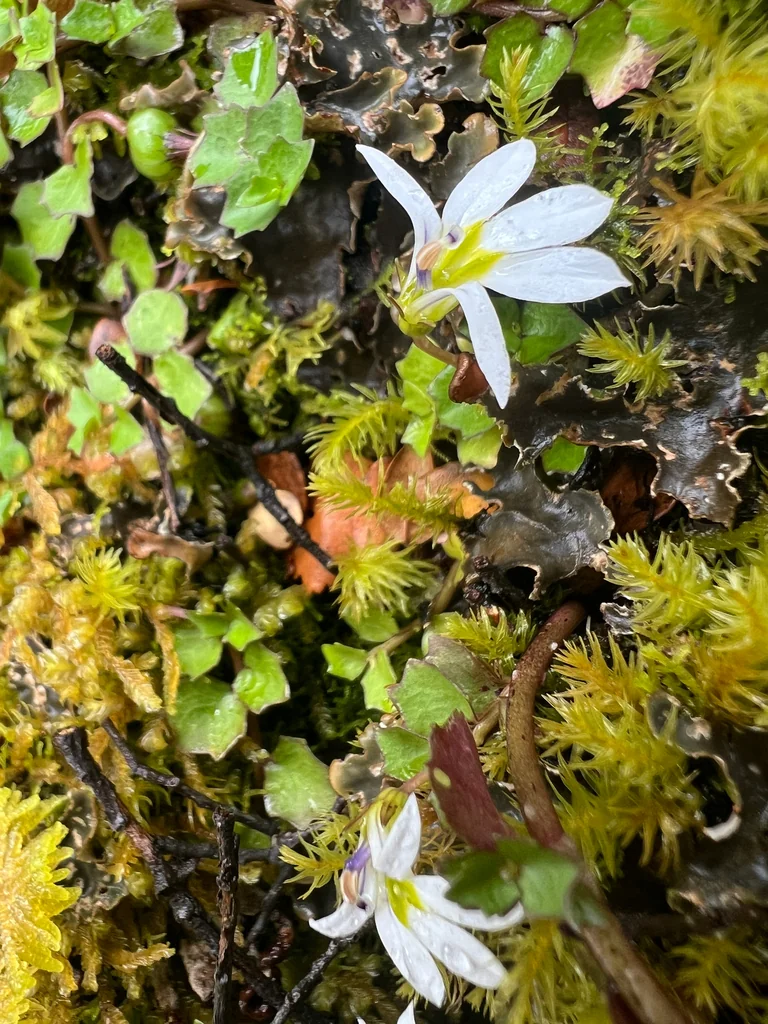 Pratia Angulata