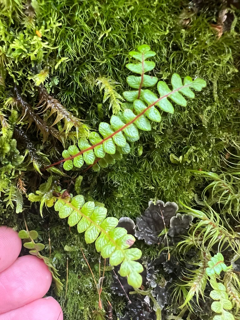 Blechnum Penna-Marina
