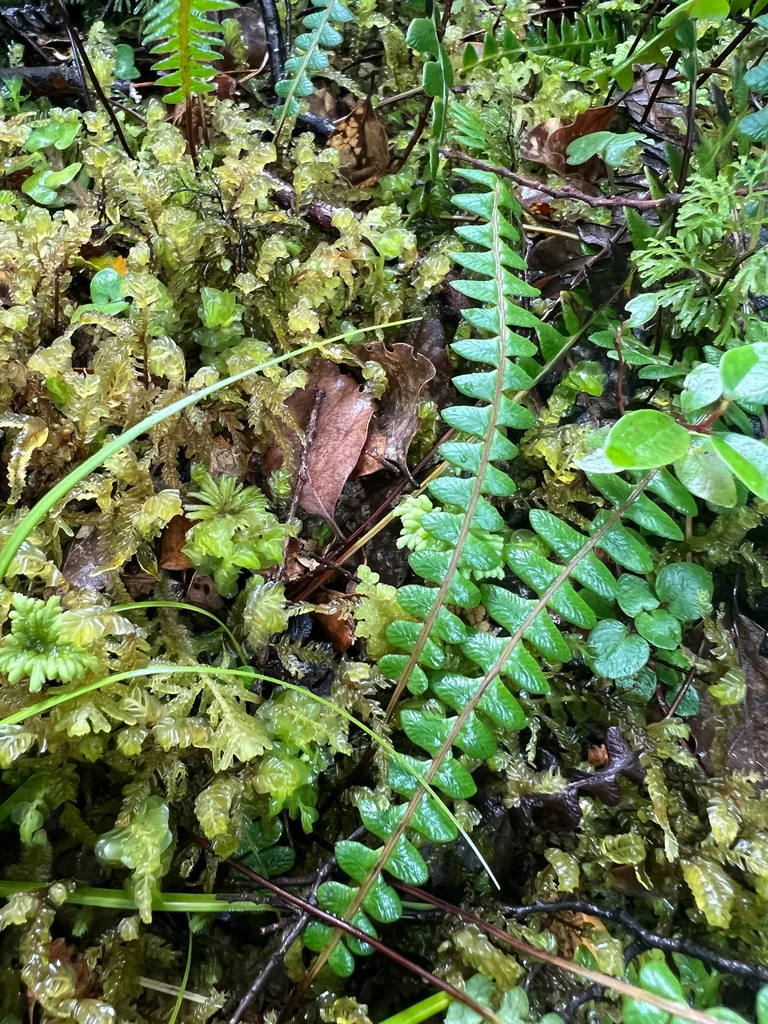 Blechnum Penna-Marina