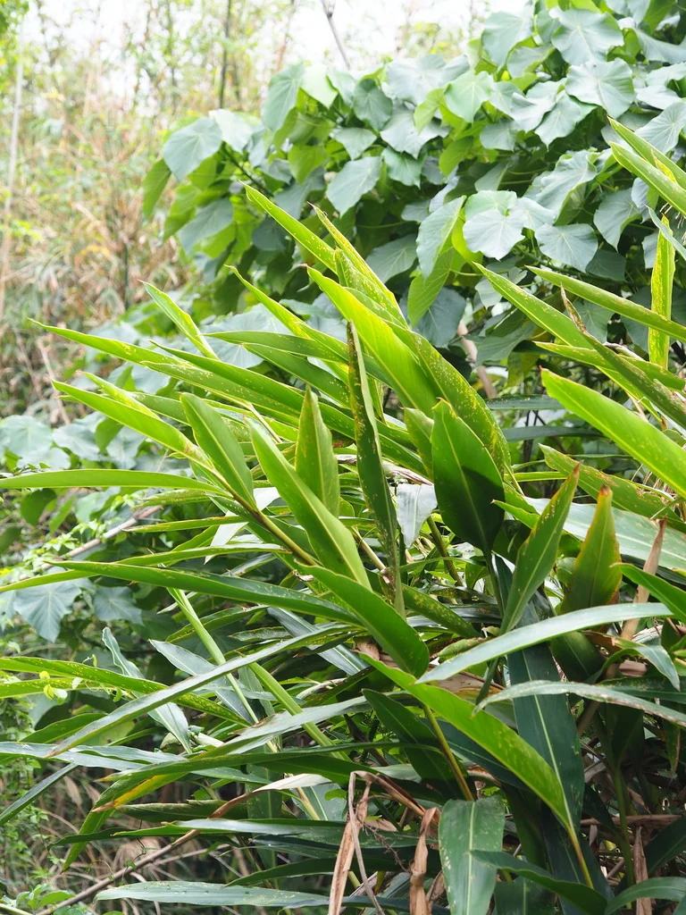 Alpinia Zerumbet