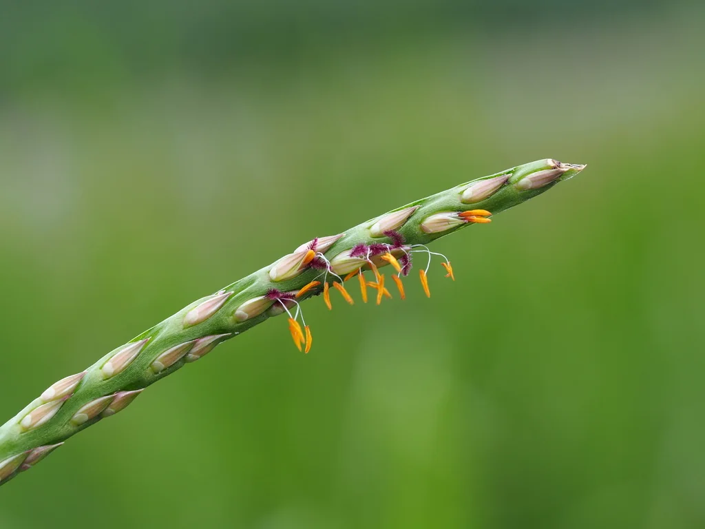 Stenotaphrum Secundatum