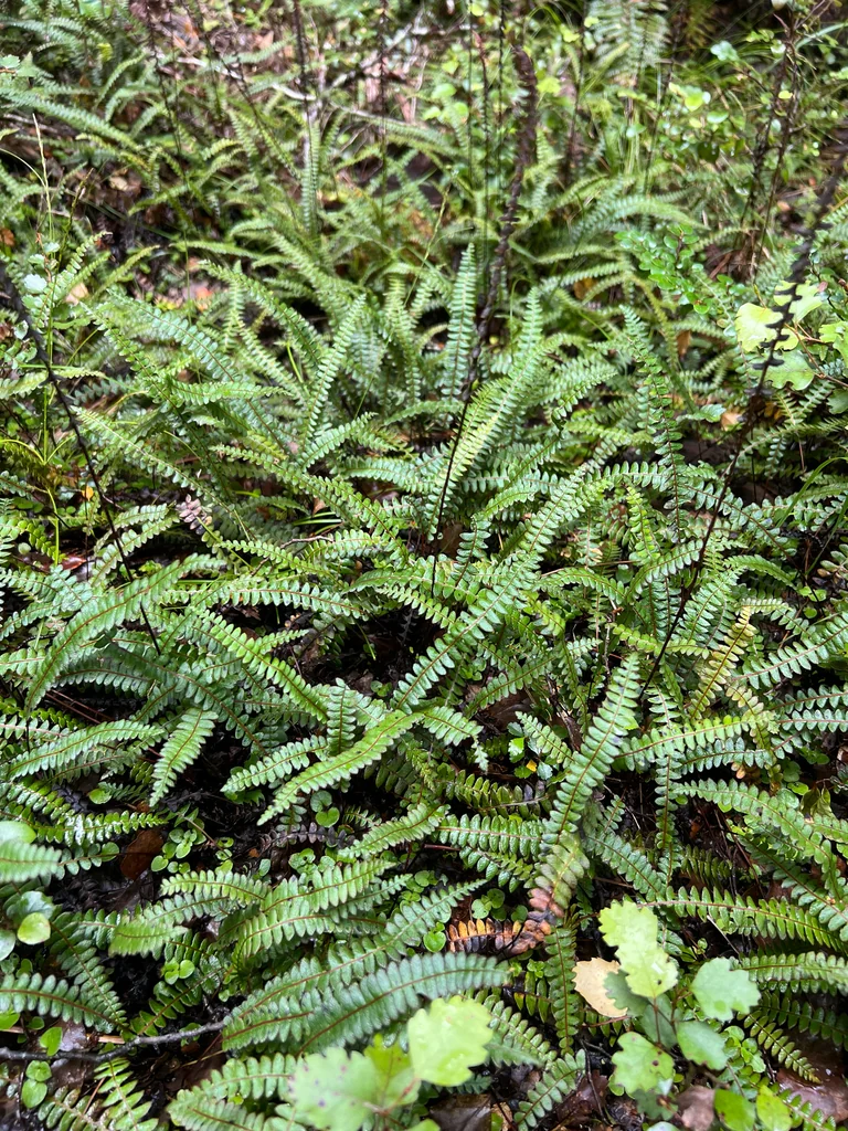 Blechnum Penna-Marina