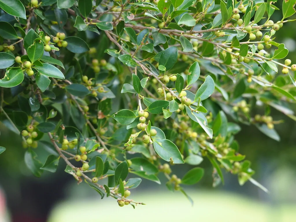 Ficus microcarpa