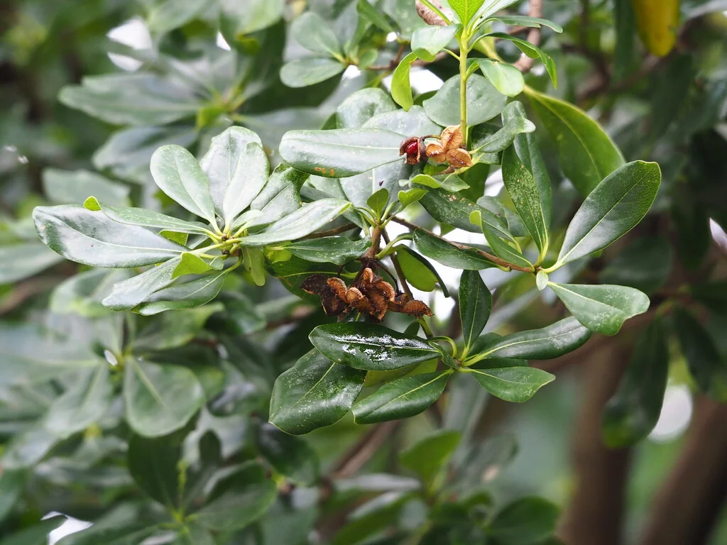 Pittosporum Tobira