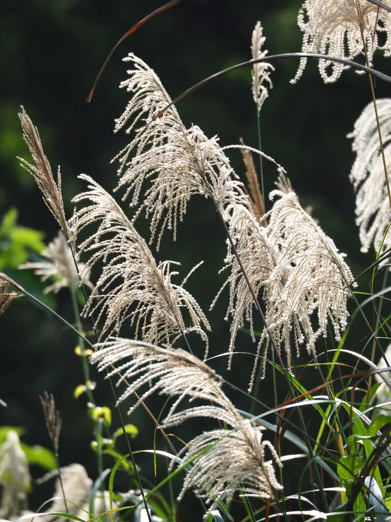 Miscanthus Transmorrisonensis