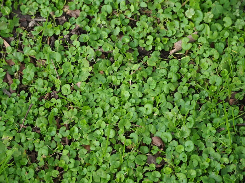 Dichondra Micrantha