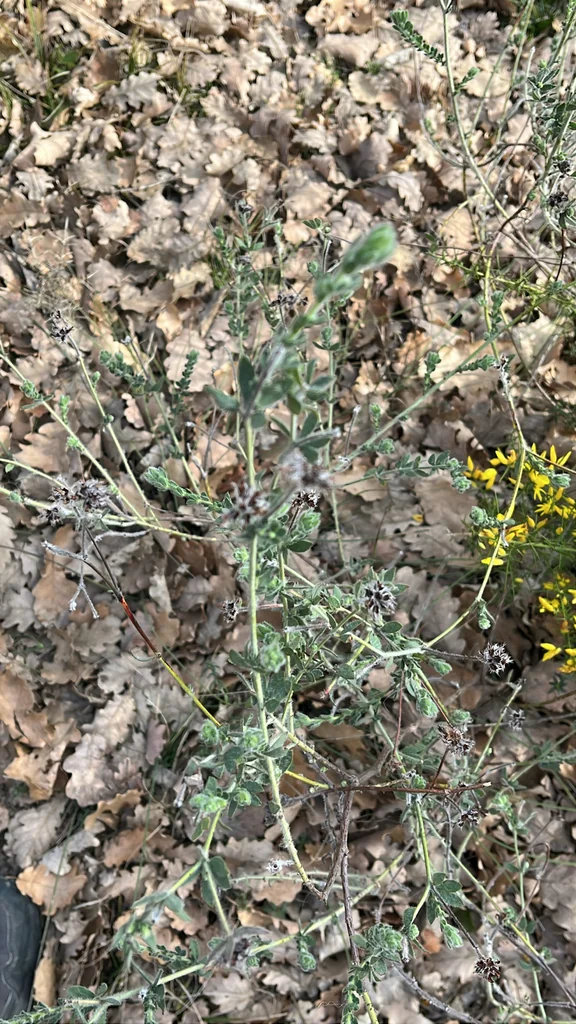 Dorycnium Hirsutum