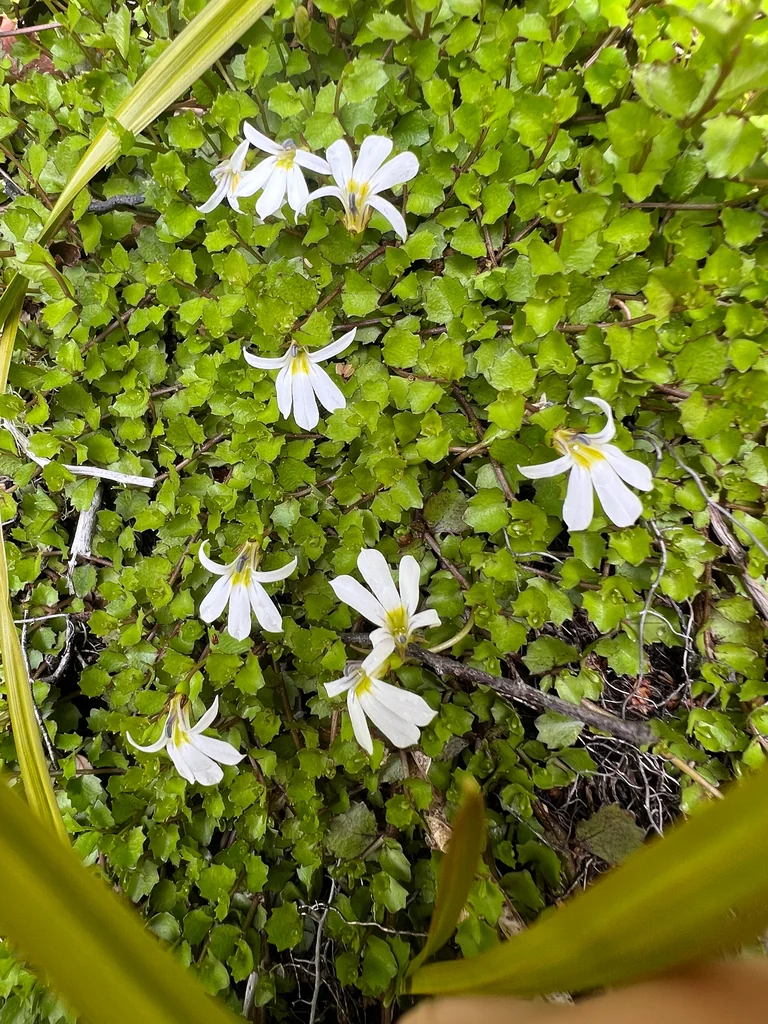 Pratia Angulata