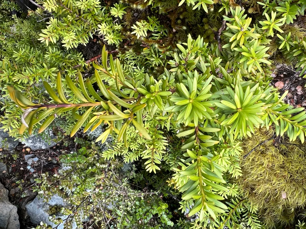 Podocarpus Nivalis