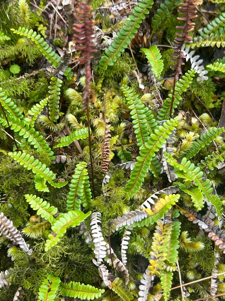 Blechnum Penna-Marina