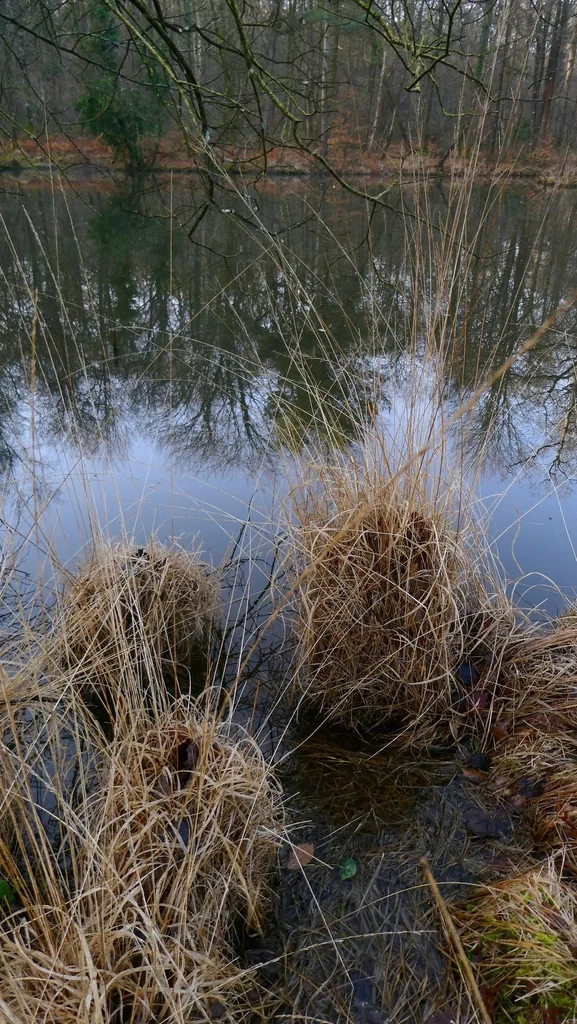 Molinia Caerulea