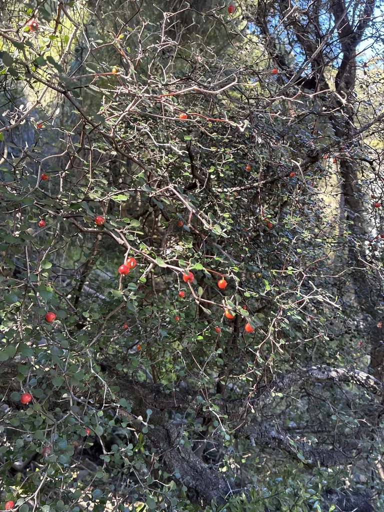 Corokia Cotoneaster