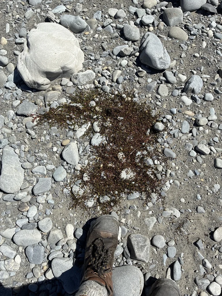 Muehlenbeckia axillaris