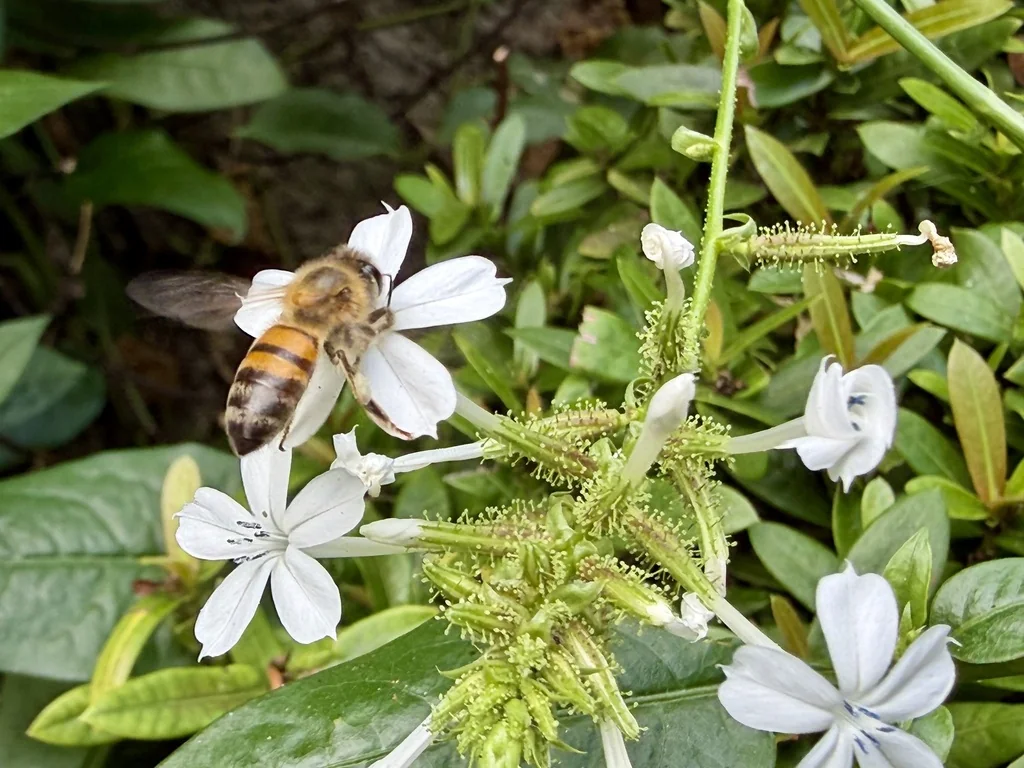 Plumbago Scandens