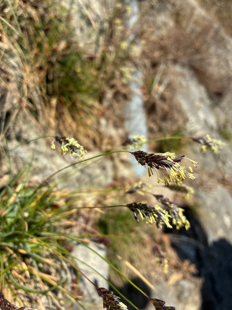 Sesleria Caerulea