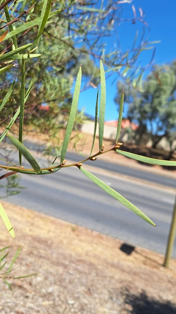 Acacia Iteaphylla